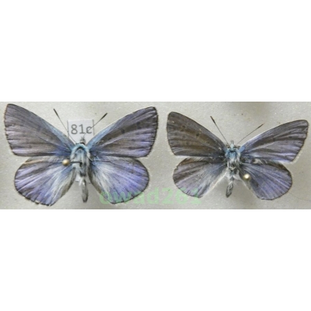 Polyommatus thersites (Cantener, 1835) 2xmale Poland81c
